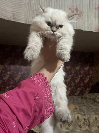 Persian pair 12k each