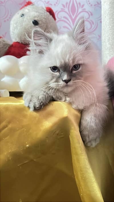 Persian male 12k