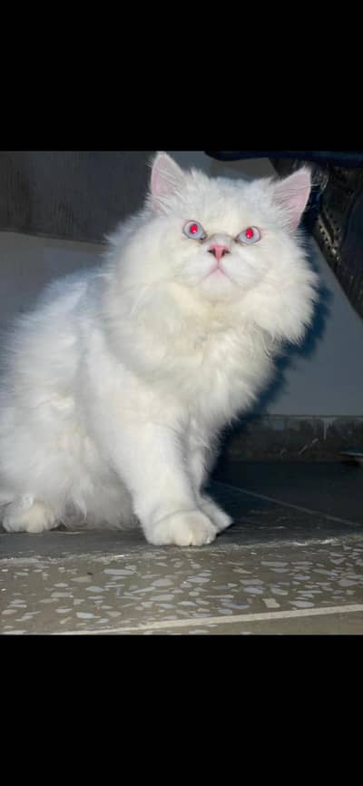 Snowwhite Triple Coat Male Persian Cat in Blue eyes