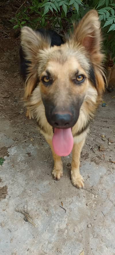 original German Shepherd breed