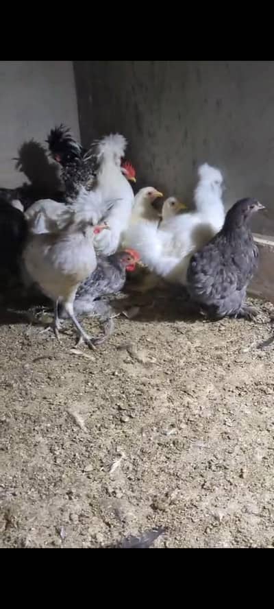 Polish Bantam Silkie Pathy available