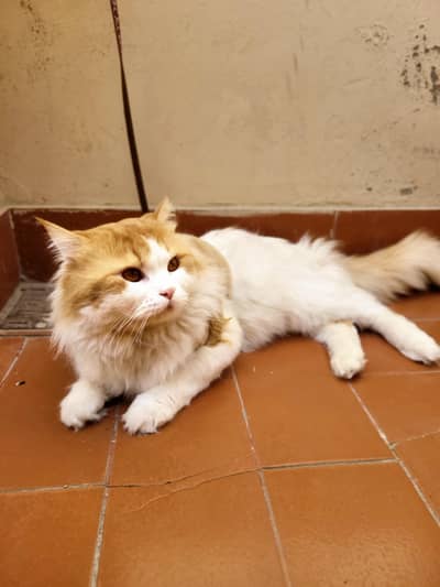 persian cat