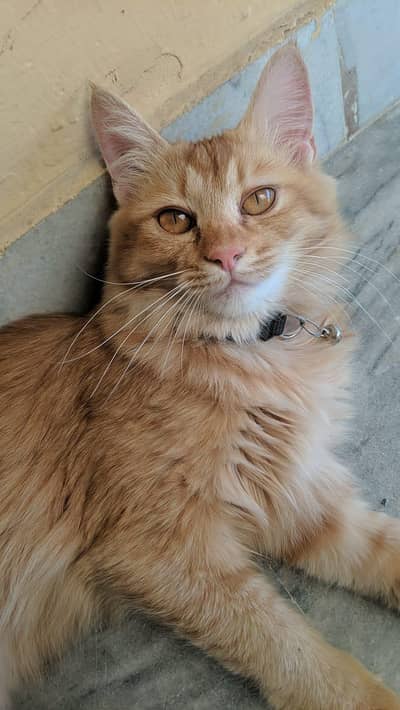 semi Persian cats up for adoption