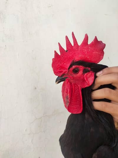 Black austrolop male High Quality