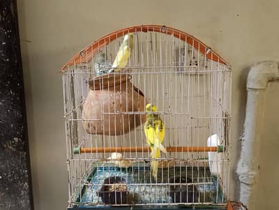 Healthy Female Budgies for Sale