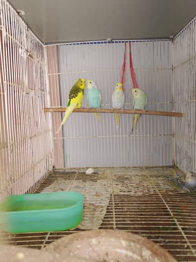 BUDGIE