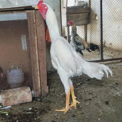 king shamo papar White patha