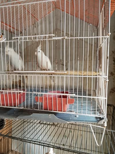 sale for Bird sale forward price