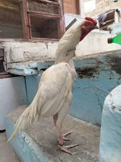 heera main wali