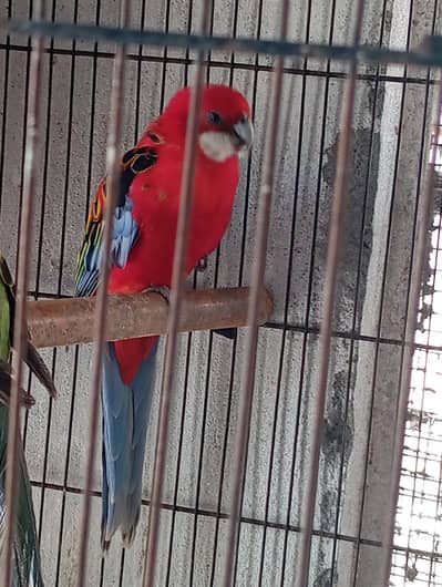 red rosella male