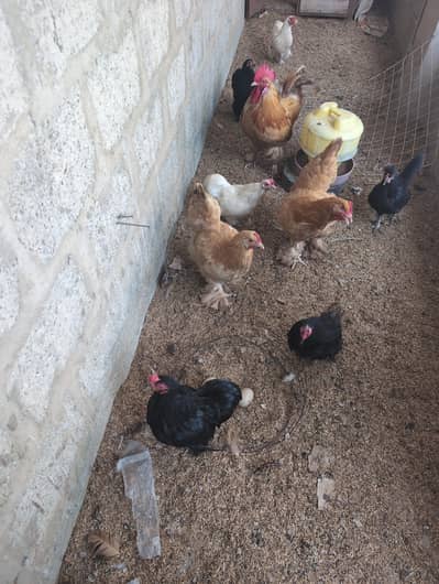 Golden buff trio, Bantam set, polish hen breeder for sell.
