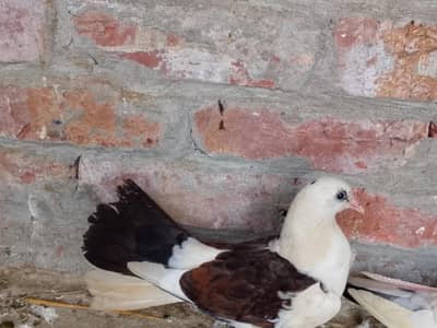 Lucky Kbooter Breeder pairs with One Baby