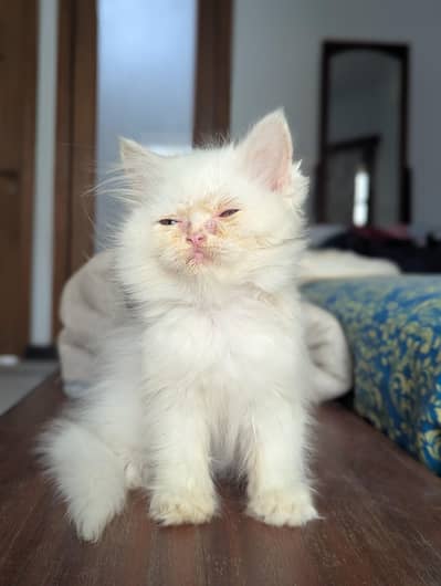 High Quality Persian kittens up for sale in affordable prices