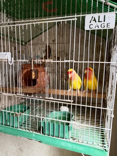 parrot sale