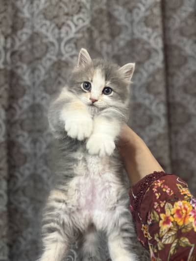 Persian Kitten Double Coated