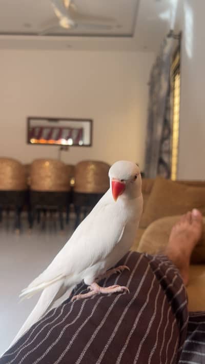 Ringneck parrot full fly team thor Thor bolte hai