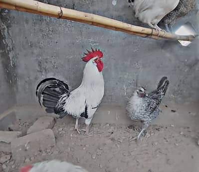 2 Desi murgia