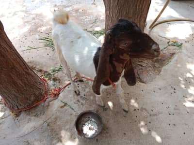 goats