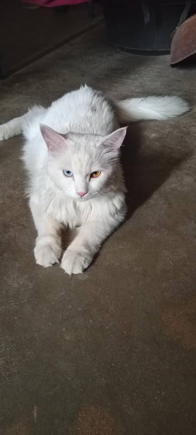 I want to sale this cat