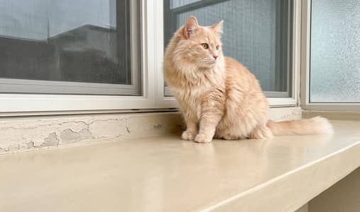 Beautiful persion cat for sale