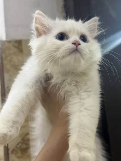 Persian kitten for SALE