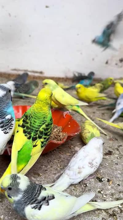 Australian parrot Bird Available Healthy And Active