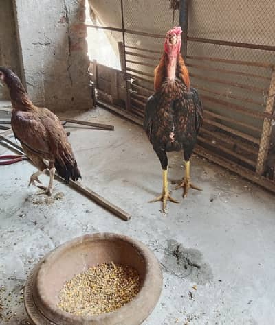 1 male + 4 females for sale