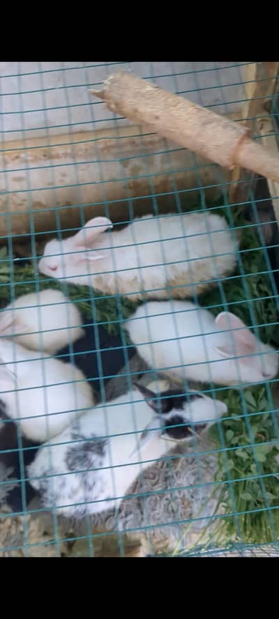 rabbits pair for sale