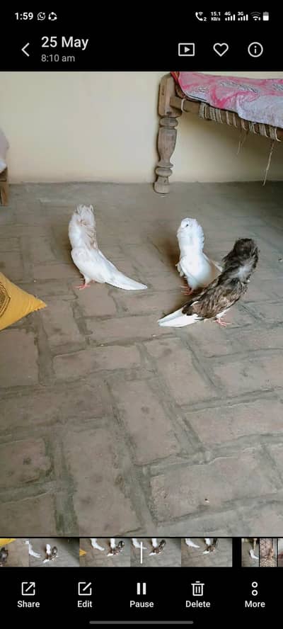jacobine chicks forsale