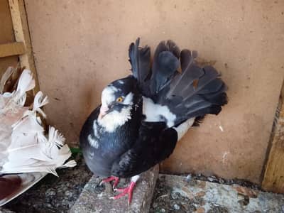 Lucky Kabooter Breeders pair