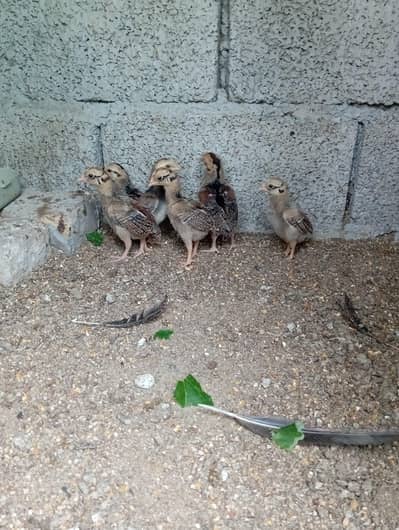 aseel chicks / amroha aseel