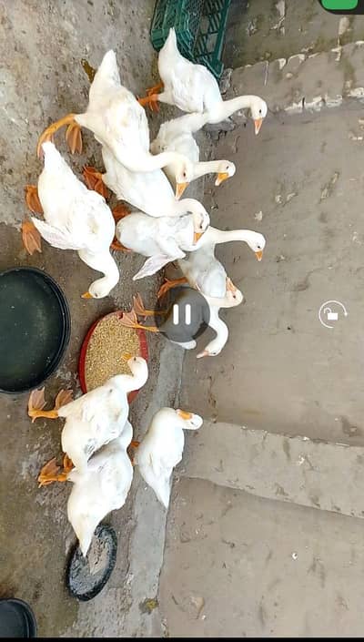 pure white long neck + muscvey ducks chicks for sale