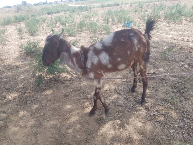 goats 1