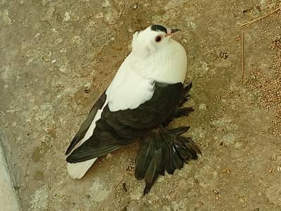 saxon fairy swallow male. . .