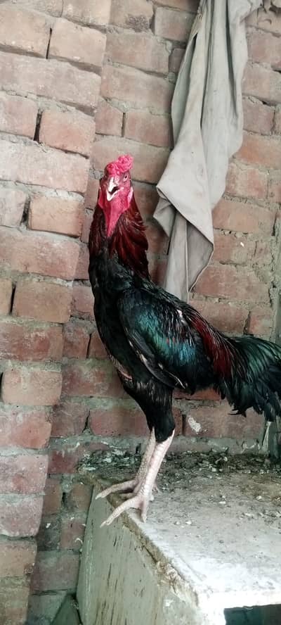 Pure Aseel pair for sale