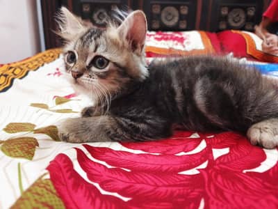 Healthy Persian Kitten For Sale