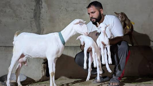 MashAllah Teddy Female with kids