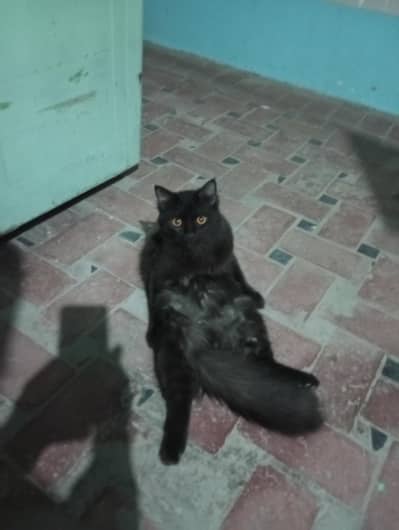 Double Coated Black Persian Cat Male
