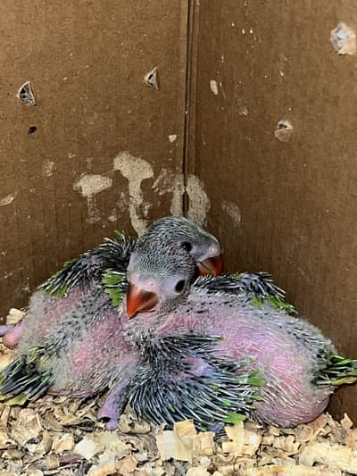 Ringneck parrot 6 chicks