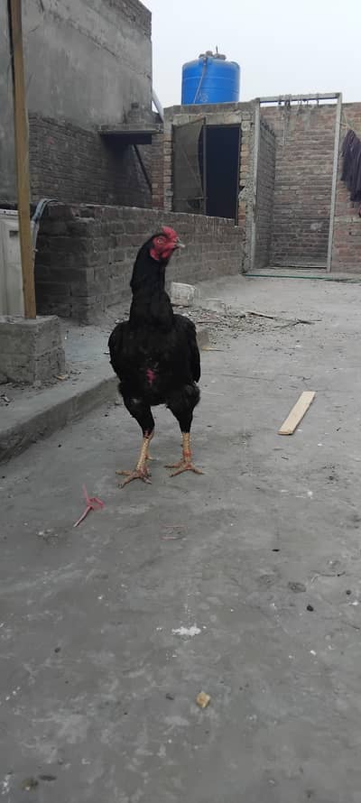 full black murga murgi agar aseel anda lana hai wo bi mil ga hai ga