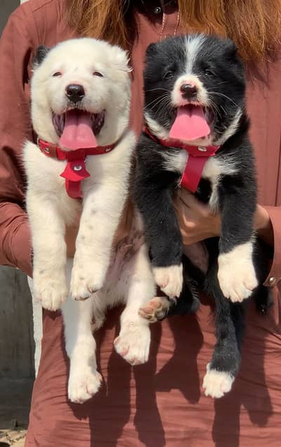 Alabai dog male female 2 month for sale