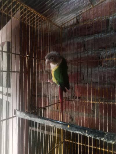 green conure red factor