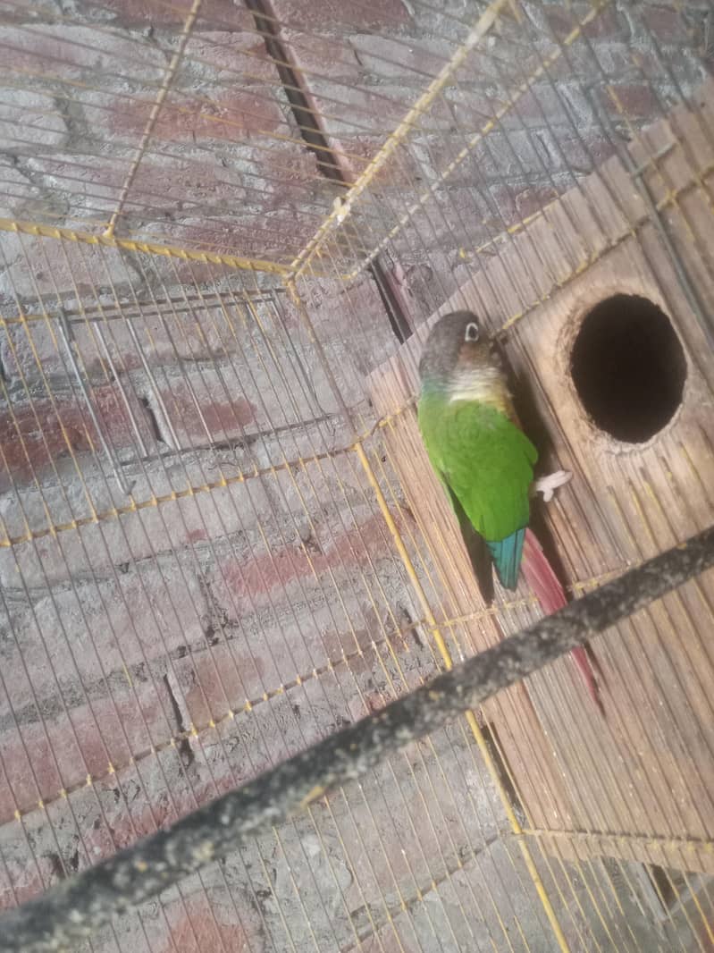 green conure red factor 1