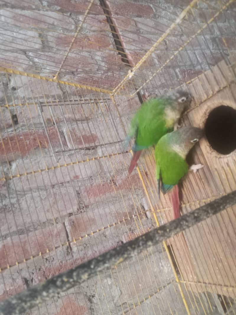 green conure red factor 2