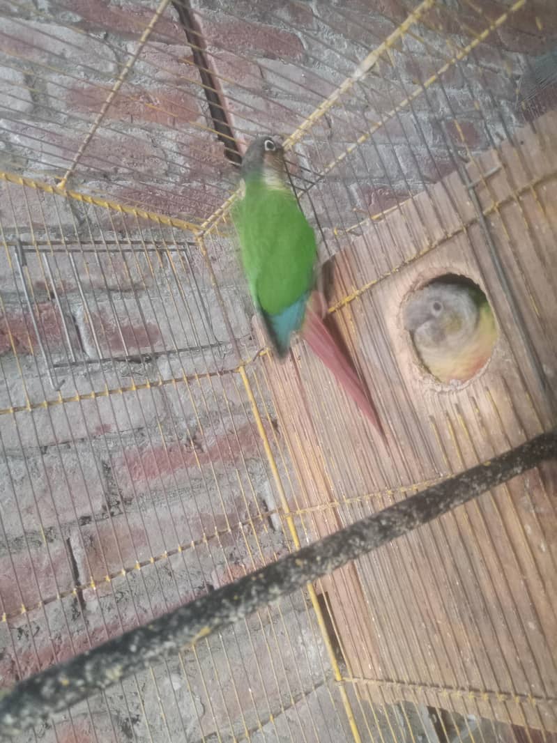 green conure red factor 3