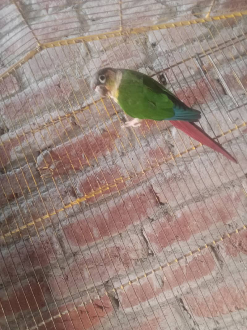 green conure red factor 4