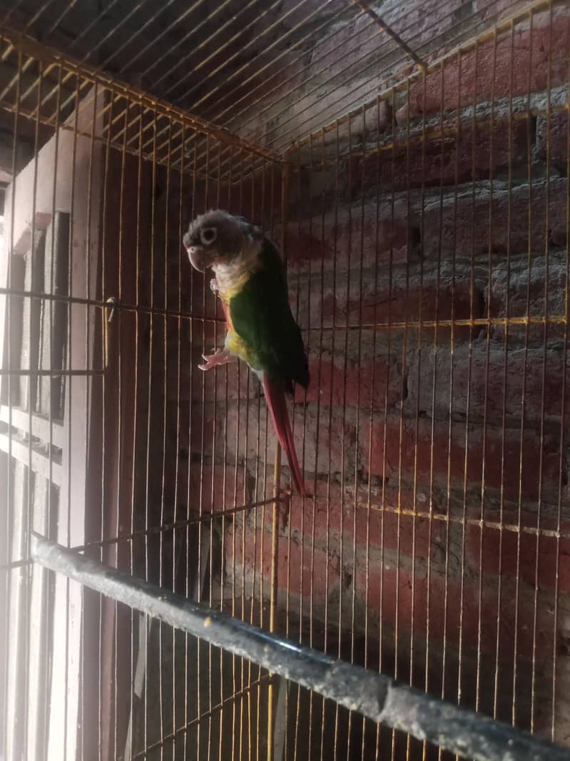 green conure red factor 5