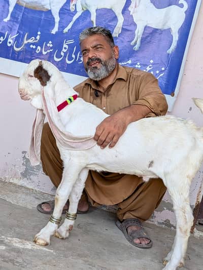 gulabi male Bache A+quality