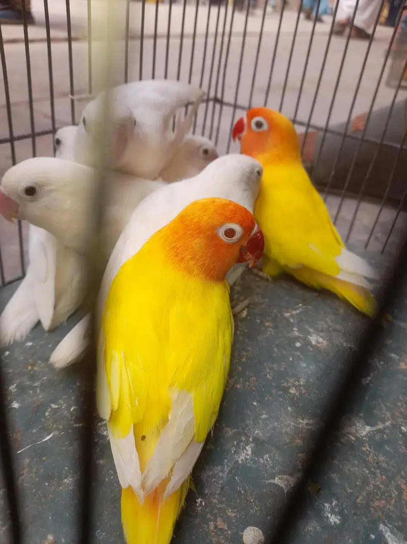 love birds