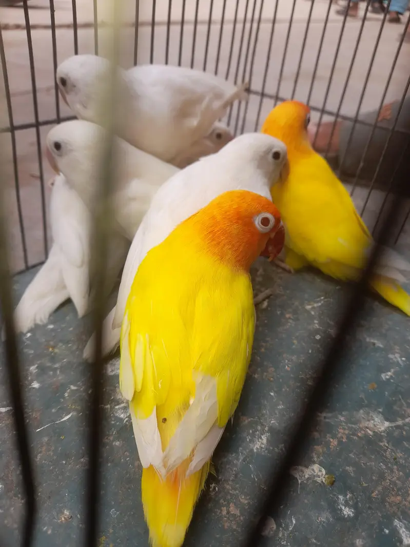 love birds — photo 2